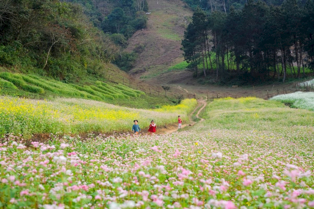 Sơn La vào mùa hoa cải 